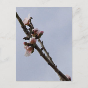 Blossom Briefkaart