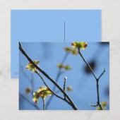 Blossom Briefkaart (Voorkant / Achterkant)