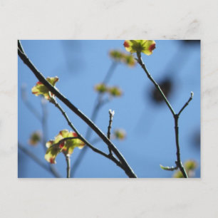 Blossom Briefkaart