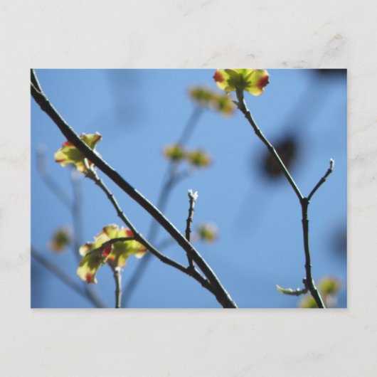 Blossom Briefkaart (Voorkant)