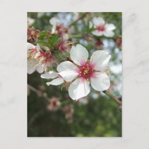 Blossom Briefkaart