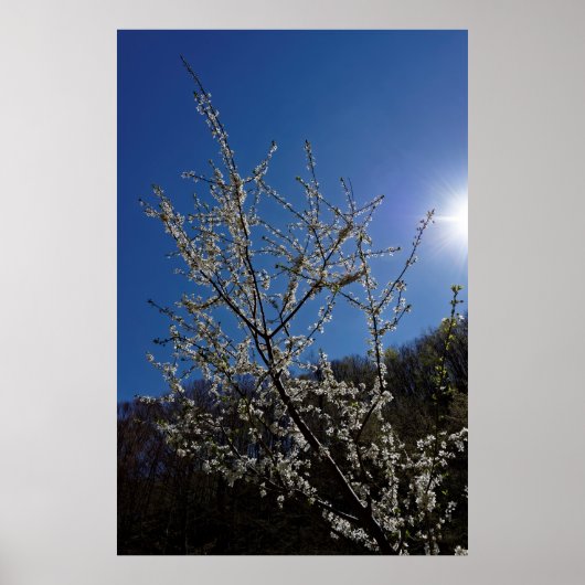 Blossom cherry poster (Voorkant)