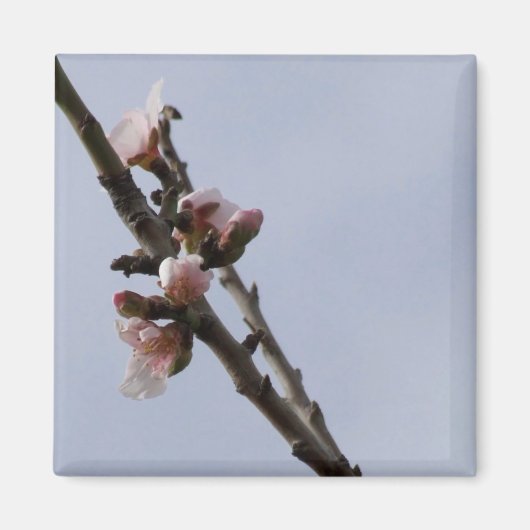 Blossom Magnet (Voorkant)