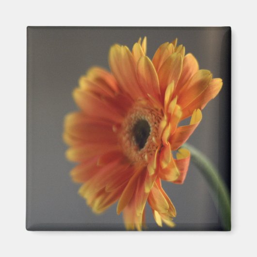 Blossom Magnet (Voorkant)