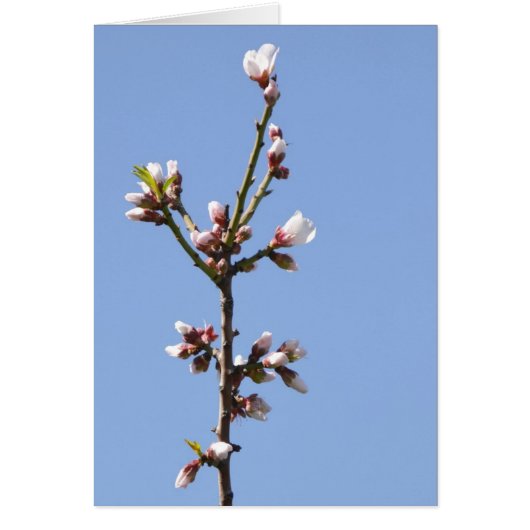 Blossom Photography Kaart (Voorkant)