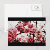 Blossom Post Card Briefkaart (Voorkant / Achterkant)