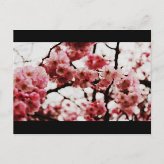 Blossom Post Card Briefkaart