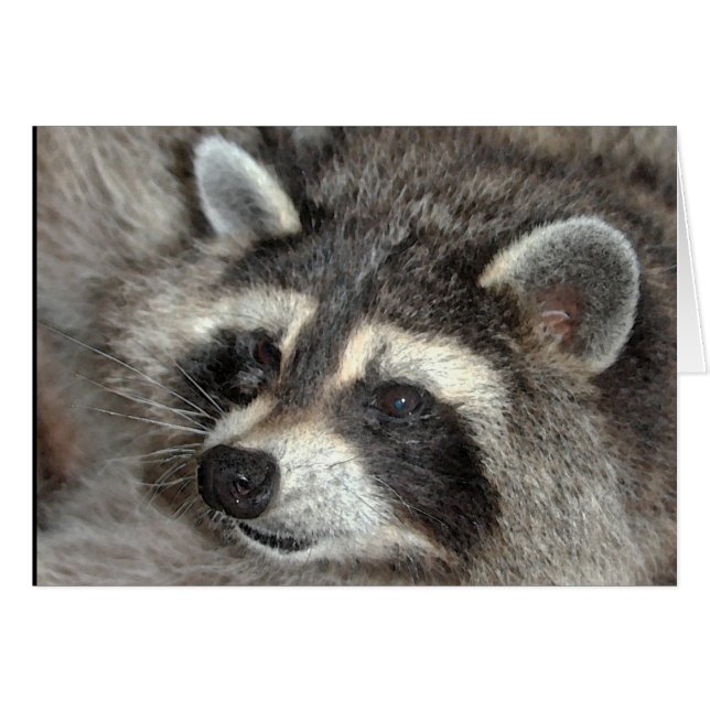 Blossom, Raccoon Matriarch bij WBY. (Voorkant Horizontaal)