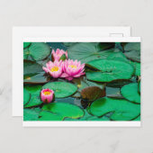 Blossom roze lotus op het Briefkaart van het meer (Voorkant / Achterkant)