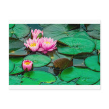 Blossom roze lotus op het Briefkaart van het meer