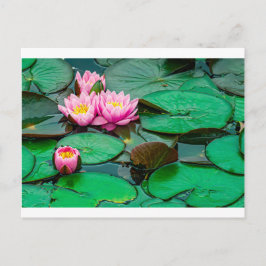 Blossom roze lotus op het Briefkaart van het meer
