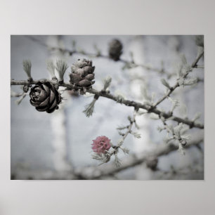 Blossom-structuur Poster