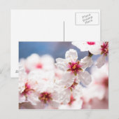 Blossom van de amandelboom briefkaart (Voorkant / Achterkant)