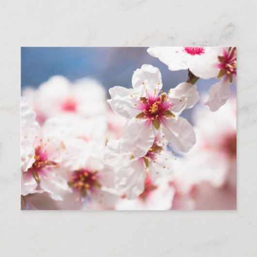 Blossom van de amandelboom briefkaart (Voorkant)