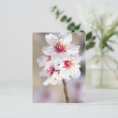 Blossom van de amandelboom briefkaart (Staand voorkant)