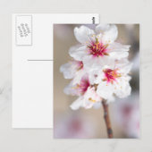 Blossom van de amandelboom briefkaart (Voorkant / Achterkant)