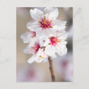 Blossom van de amandelboom briefkaart