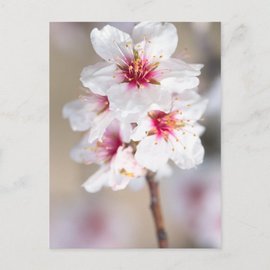 Blossom van de amandelboom briefkaart (Voorkant)