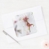 Blossom van de amandelboom vierkante sticker (Envelop)