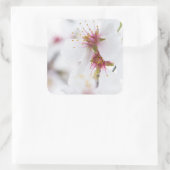 Blossom van de amandelboom vierkante sticker (Tas)