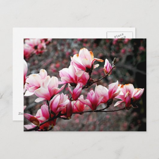 Blossom van Georgetown University, Washington, DC Briefkaart (Voorkant / Achterkant)