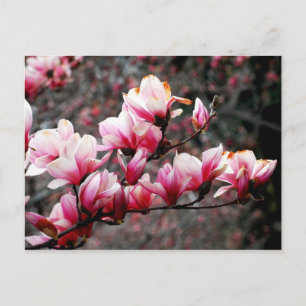 Blossom van Georgetown University, Washington, DC Briefkaart