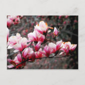 Blossom van Georgetown University, Washington, DC Briefkaart (Voorkant)