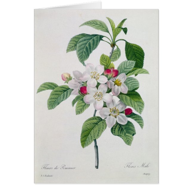 Blossom, van 'Les Choix des Plus Belles' (Voorkant)