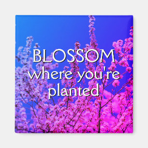 BLOSSOM WAAR JE GEPLANTEERD BEVORDERING BENT MAGNEET