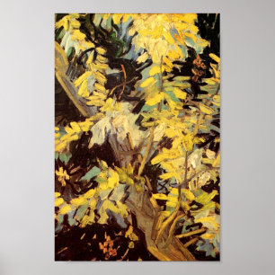 Blossombere Acacia Branches Van Gogh Fine Art Poster