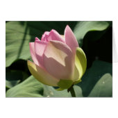 Blossomberende roze Lotus Flower Summer (Voorkant Horizontaal)