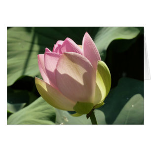 Blossomberende roze Lotus Flower Summer