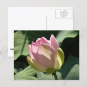 Blossomberende roze Lotus Flower Summer Briefkaart (Voorkant / Achterkant)