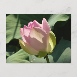 Blossomberende roze Lotus Flower Summer Briefkaart