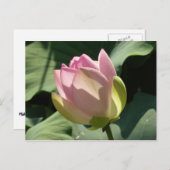 Blossomberende roze Lotus Flower Summer Briefkaart (Voorkant / Achterkant)