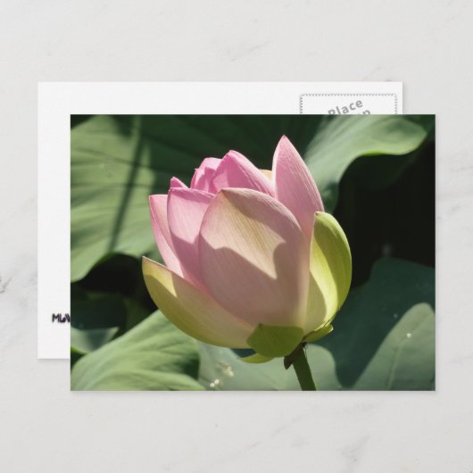 Blossomberende roze Lotus Flower Summer Briefkaart (Voorkant / Achterkant)