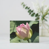 Blossomberende roze Lotus Flower Summer Briefkaart (Staand voorkant)