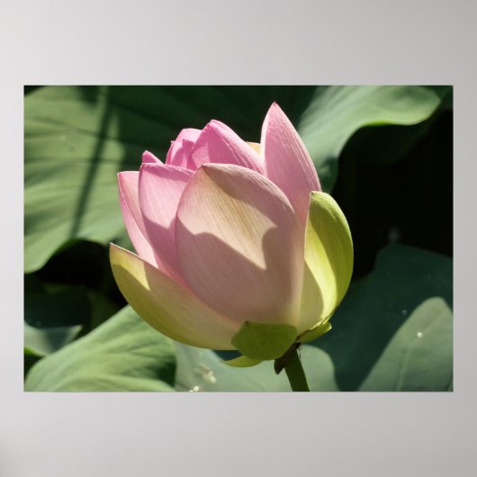 Blossomberende roze Lotus Flower Summer Poster (Voorkant)
