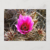 Blossomen Cactus (Prickly Pear) Wilde bloem Briefkaart (Voorkant)