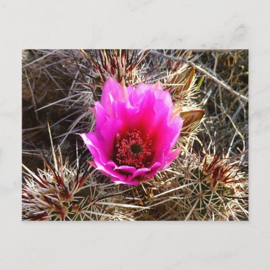 Blossomen Cactus (Prickly Pear) Wilde bloem Briefkaart (Voorkant)