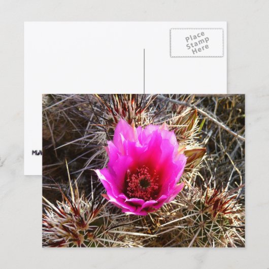 Blossomen Cactus (Prickly Pear) Wilde bloem Briefkaart (Voorkant / Achterkant)