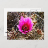 Blossomen Cactus (Prickly Pear) Wilde bloem Briefkaart (Voorkant / Achterkant)