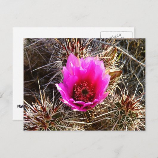 Blossomen Cactus (Prickly Pear) Wilde bloem Briefkaart (Voorkant / Achterkant)