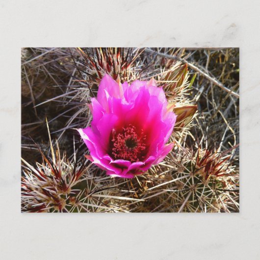 Blossomen Cactus (Prickly Pear) Wilde bloem Briefkaart (Voorkant)