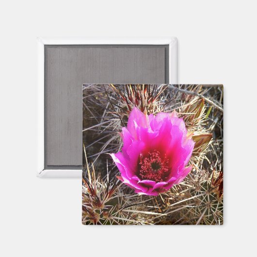 Blossomen Cactus (Prickly Pear) Wilde bloem Magneet (Voorkant / Achterkant)