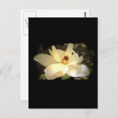 Blossomen Magnolia Briefkaart (Voorkant / Achterkant)