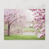Blossomen Magnolia Trees Briefkaart (Voorkant)