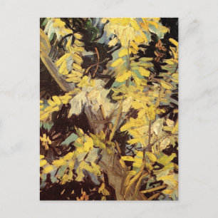 Blossoming Acacia Branches door Vincent van Gogh Briefkaart
