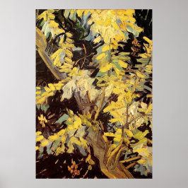 Blossoming Acacia Branches Vincent van Gogh. Poster