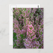 Blossoming Moorland Briefkaart (Voorkant / Achterkant)
